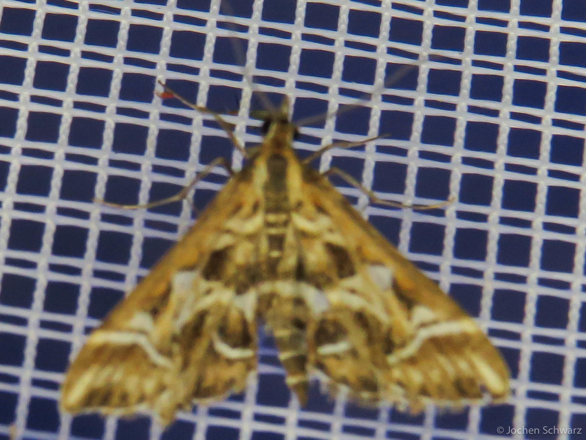 Diasemia reticularis - betűmintás tűzmoly