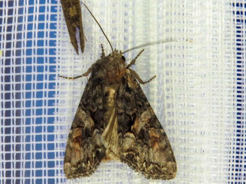Lacanobia contigua - hamuszürke kertibagoly