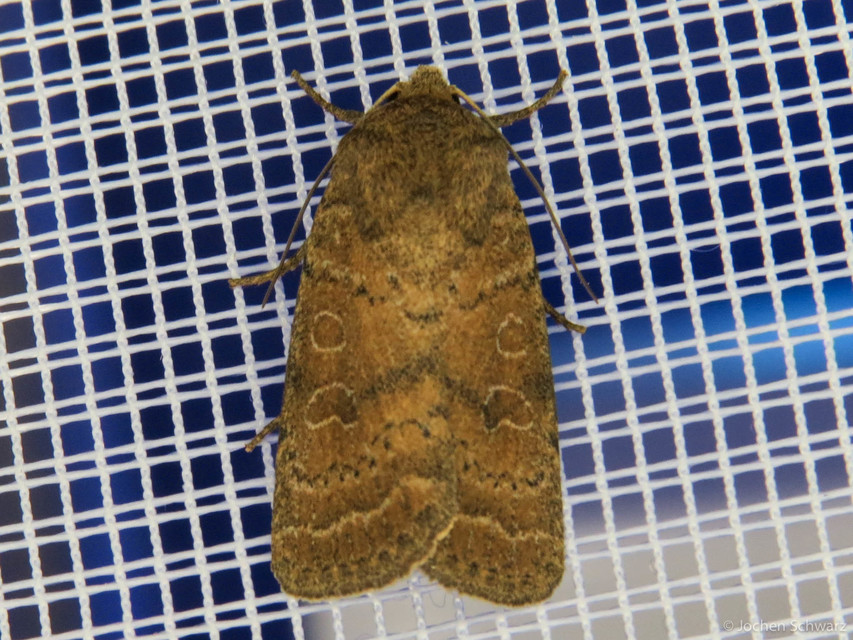 Hoplodrina octogenaria - barna selymesbagoly