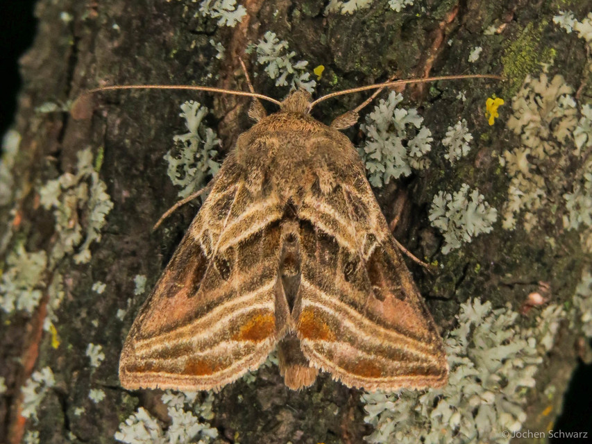 Euchalcia modestoides - zöld aranybagoly
