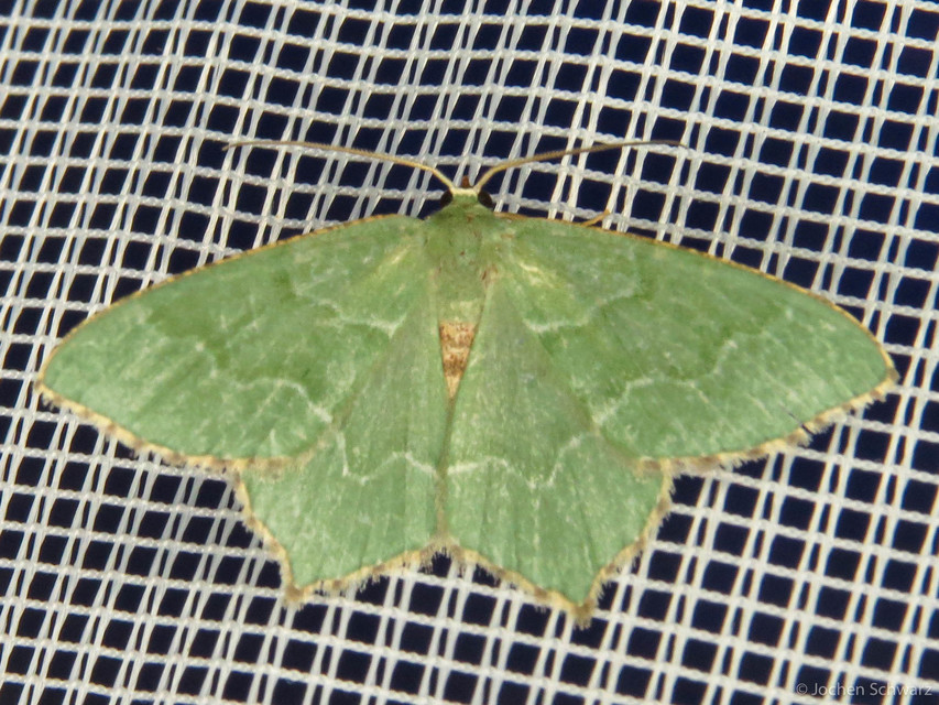 Hemithea aestivaria - nyír-zöldaraszoló