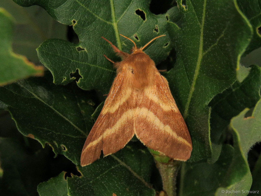 Malacosoma neustria - gyűrűsszövő