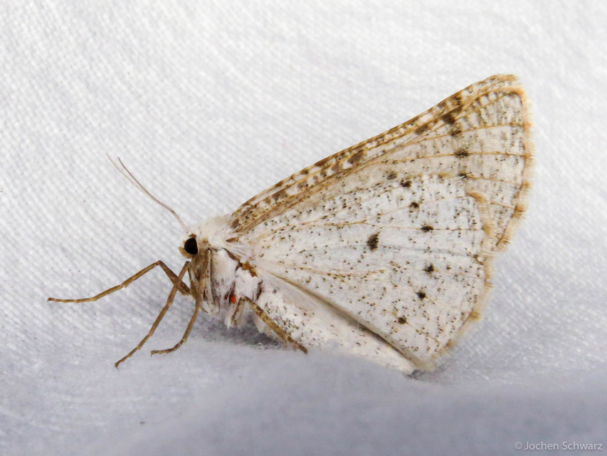 Dyscia conspersaria - sziklaüröm-araszoló