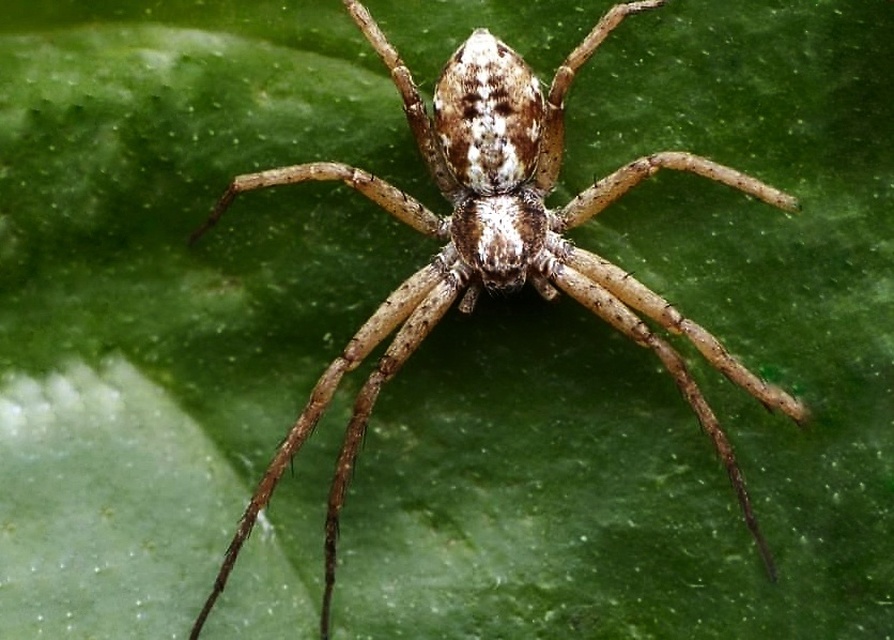 Philodromus collinus