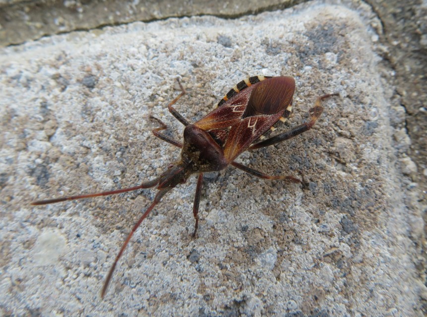 Leptoglossus occidentalis - nyugati levéllábú poloska