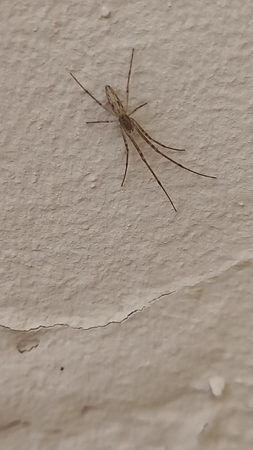 Tetragnatha