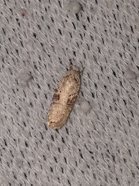 Agonopterix alstromeriana - bürök-laposmoly