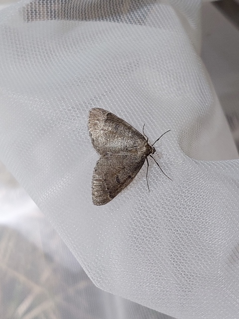 Theria rupicapraria - tavaszi kökényaraszoló