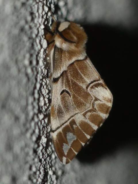 Endromis versicolora - tarkaszövő