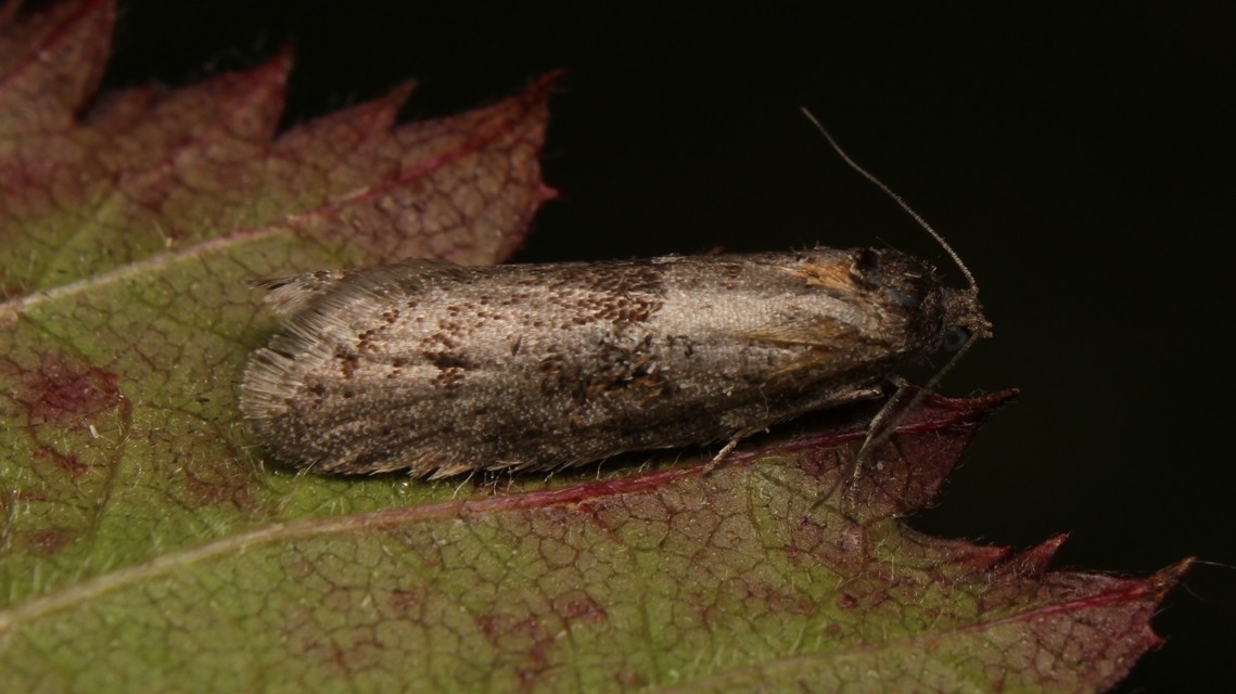 Tortricodes alternella - tavaszi sodrómoly