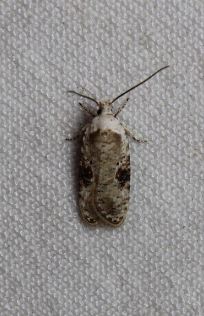 Agonopterix alstromeriana - bürök-laposmoly