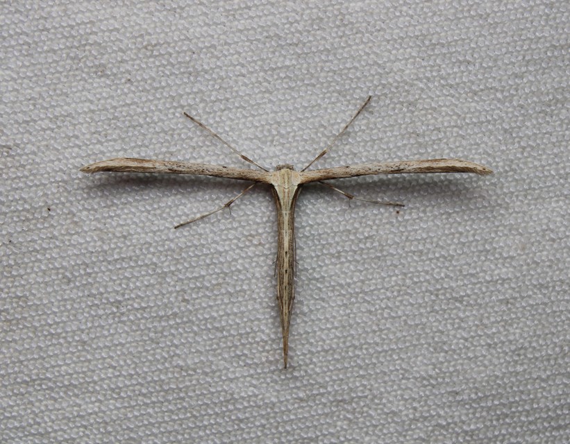 Emmelina monodactyla/argoteles