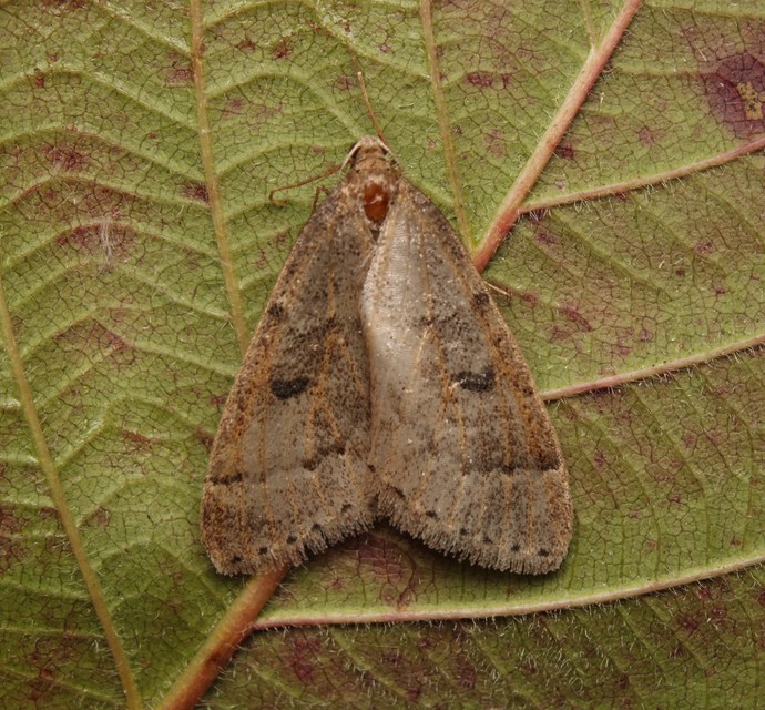 Theria rupicapraria - tavaszi kökényaraszoló