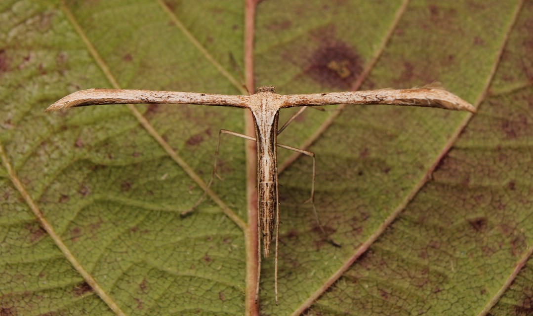 Emmelina monodactyla/argoteles