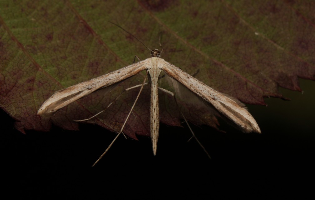 Emmelina monodactyla/argoteles