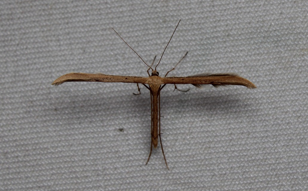 Emmelina monodactyla/argoteles