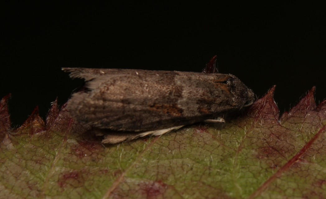 Tortricodes alternella - tavaszi sodrómoly
