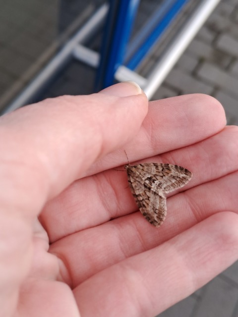 Trichopteryx polycommata - kőrisfa-lebenyesaraszoló