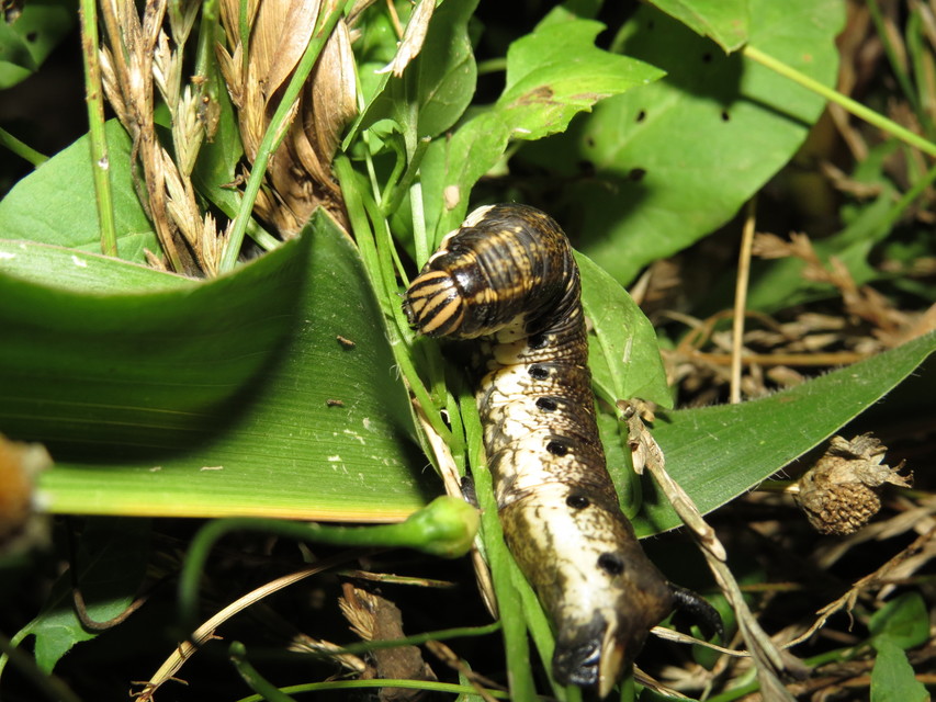 Agrius convolvuli - szulákszender