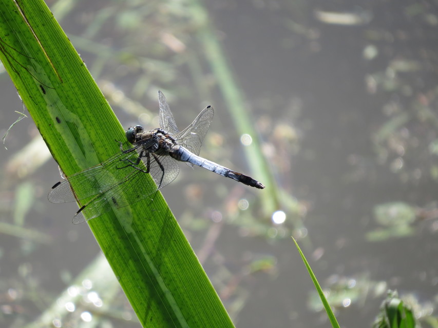 Orthetrum albistylum - fehérfarkú pásztorszitakötő