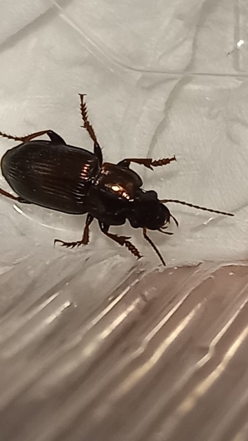 Harpalus distinguendus - mezei lomhafutó