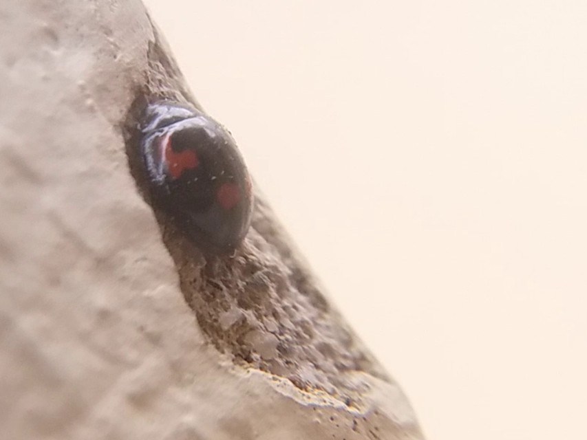 Exochomus quadripustulatus - négyfoltos szerecsenkata
