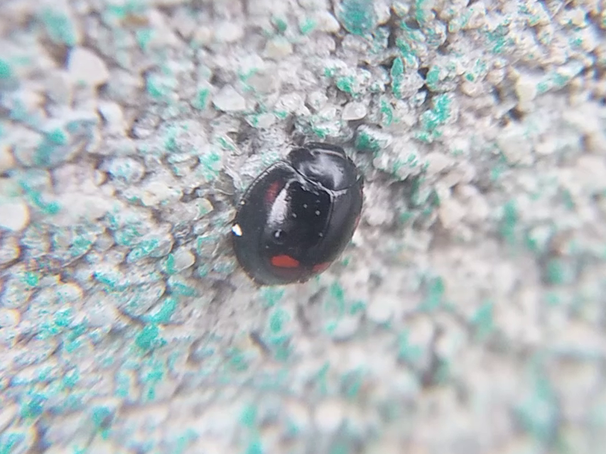 Exochomus quadripustulatus - négyfoltos szerecsenkata