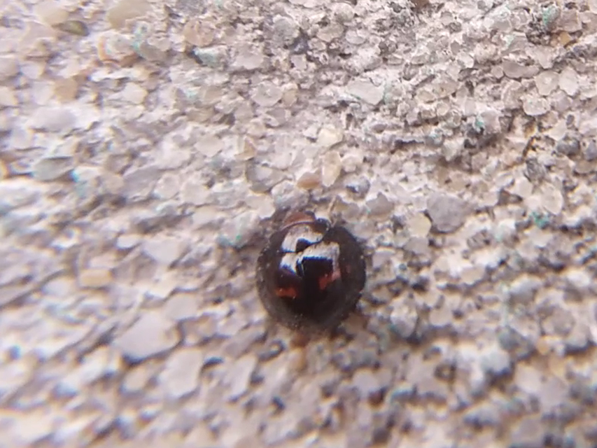 Chilocorus bipustulatus - szalagos szerecsenkata