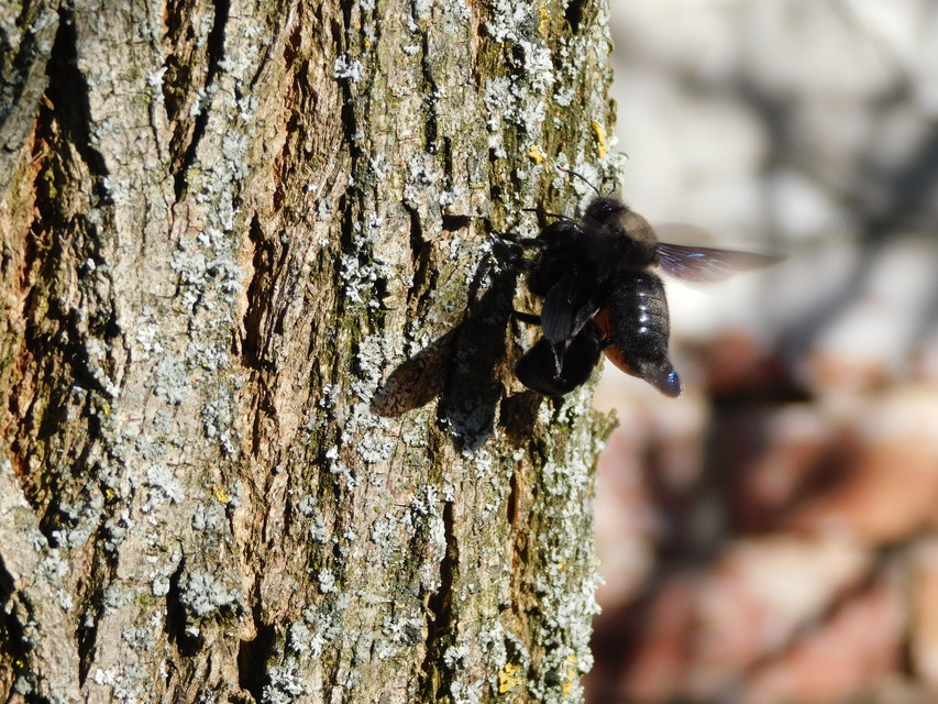 Xylocopa violacea - kék fadongó