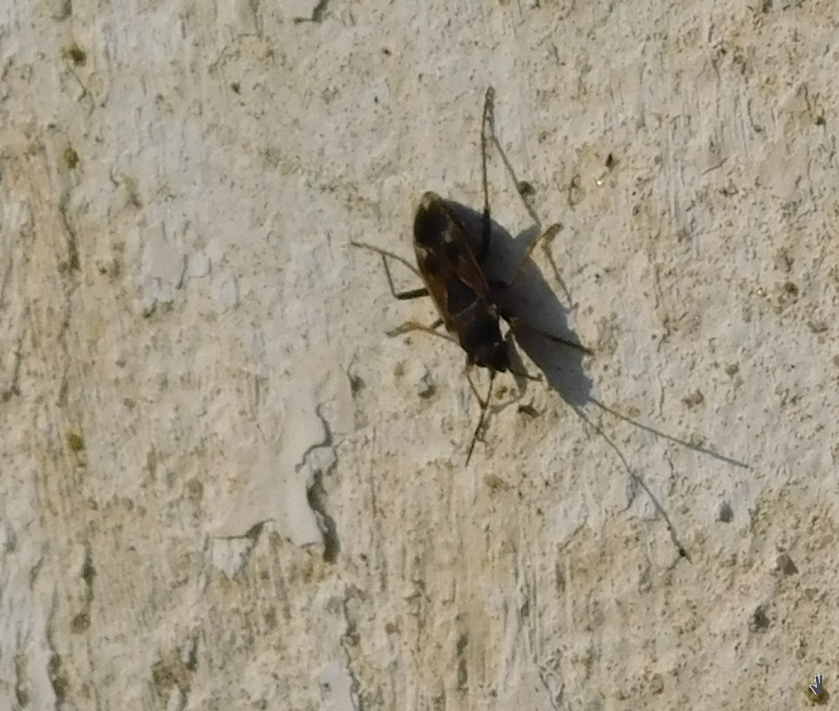 Rhyparochromus vulgaris - közönséges díszesbodobács