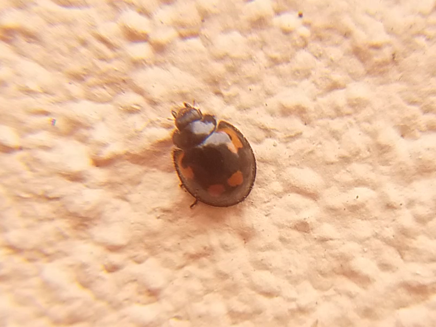 Exochomus quadripustulatus - négyfoltos szerecsenkata