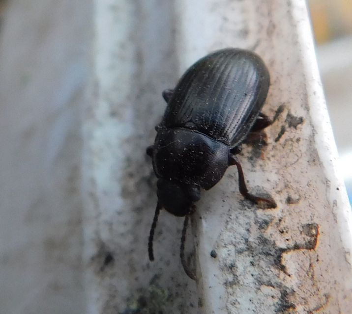 Nalassus dermestoides - rövidszárnyú gyászbogár