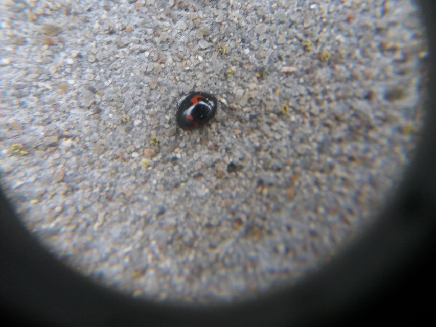 Exochomus quadripustulatus - négyfoltos szerecsenkata