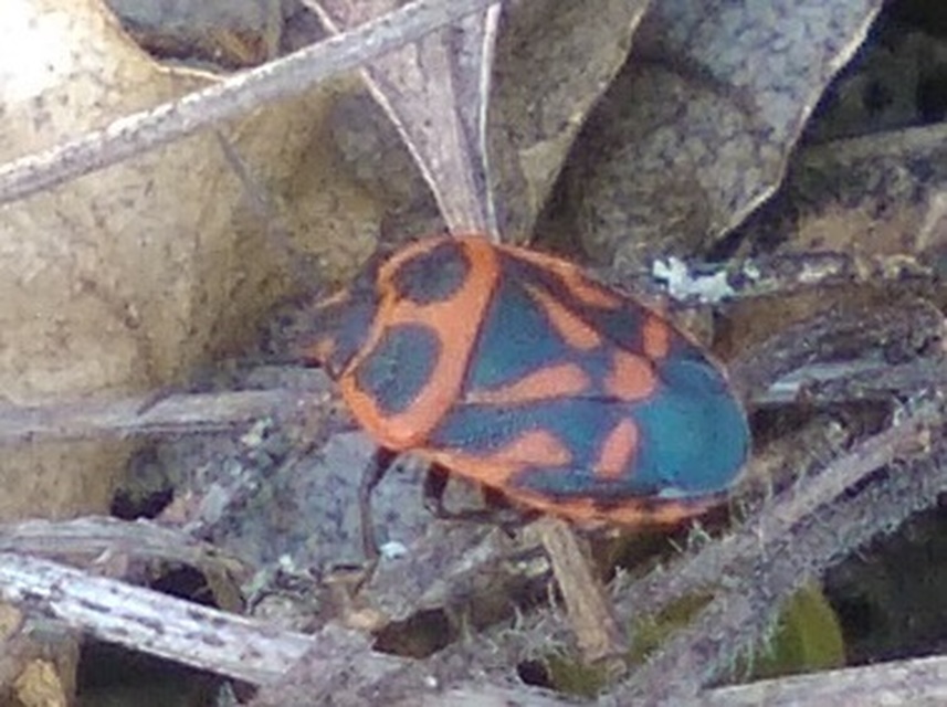 Eurydema fieberi - keresztespoloska Eurydema fieberi - keresztespoloska