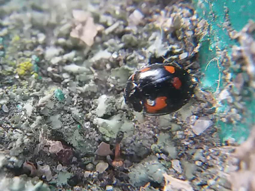 Exochomus quadripustulatus - négyfoltos szerecsenkata