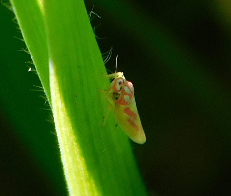 Zygina tithide