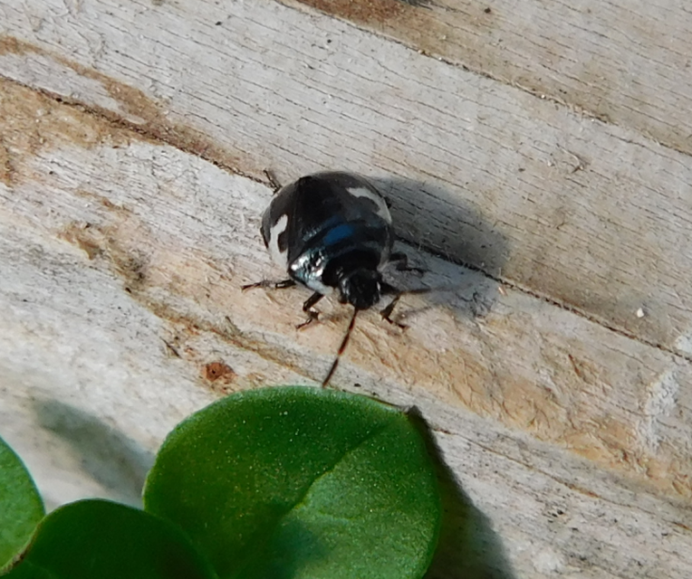 Tritomegas bicolor - foltos földipoloska