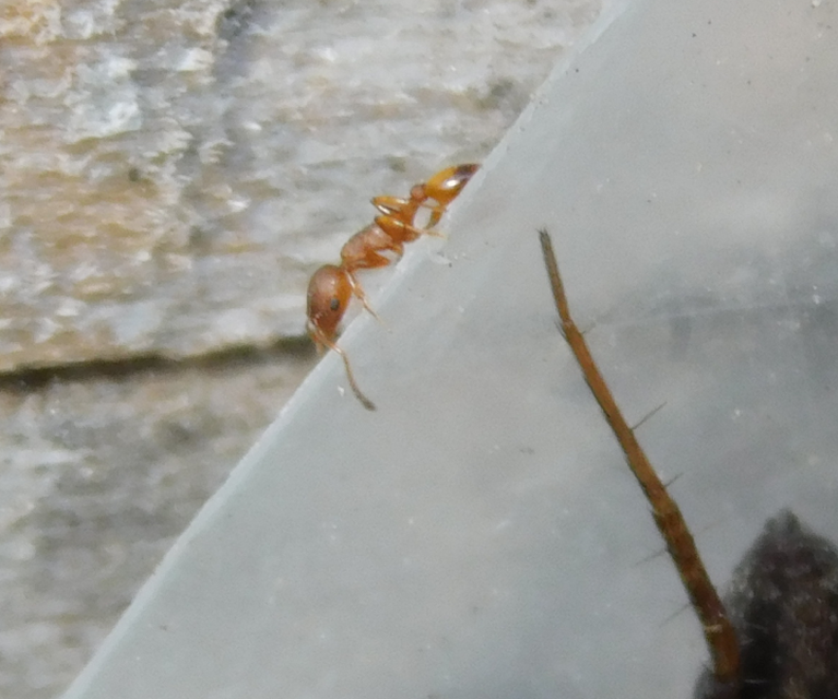 Temnothorax unifasciatus - gyűrűs kéreghangya