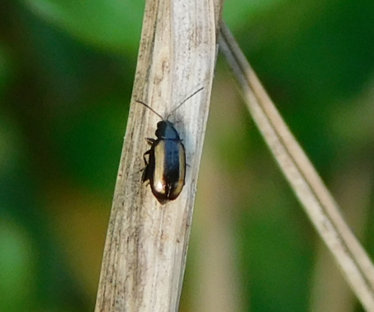 Phyllotreta vittula - muharbolha