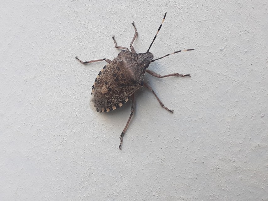 Rhaphigaster nebulosa - bencepoloska