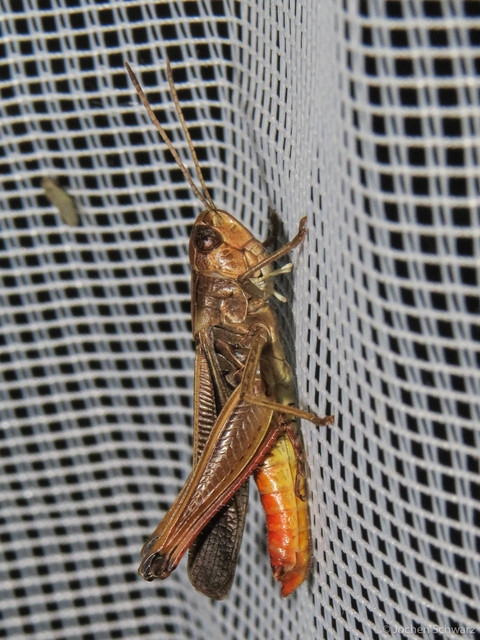 Stenobothrus lineatus - jajgató rétisáska