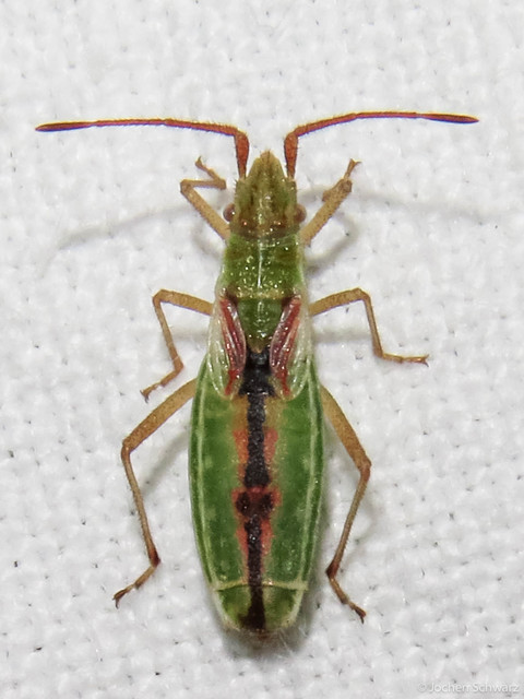Myrmus miriformis - kurtaszárnyú karimáspoloska
