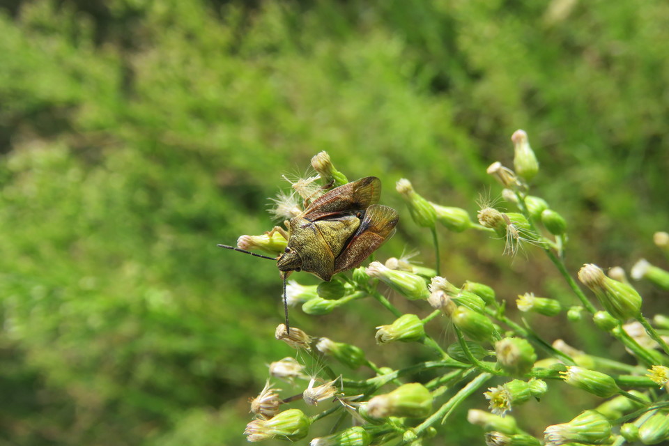 Carpocoris