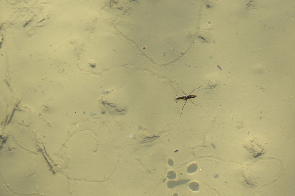 Gerridae - molnárpoloskák