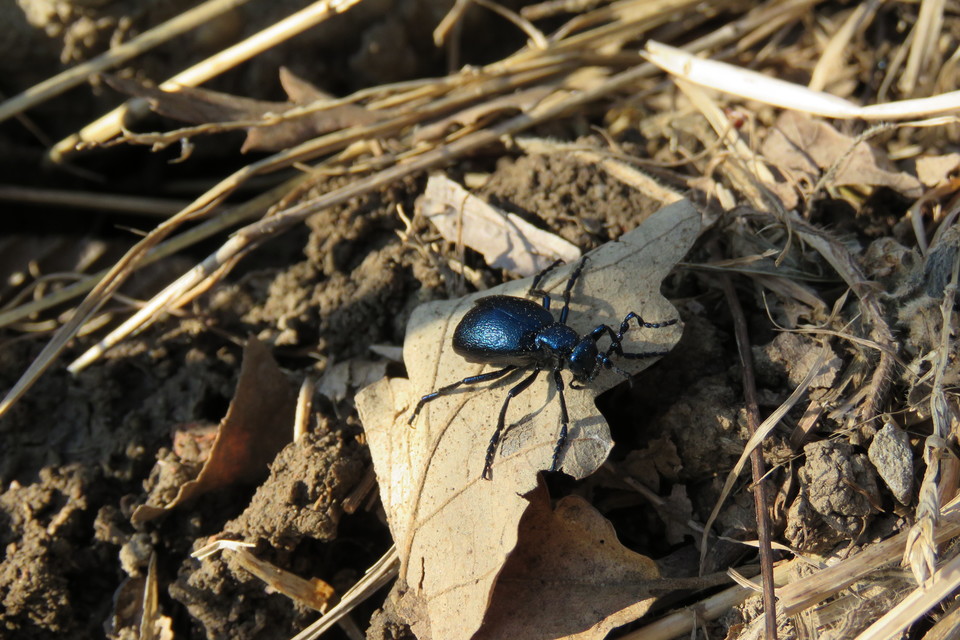 Meloe violaceus - kék nünüke