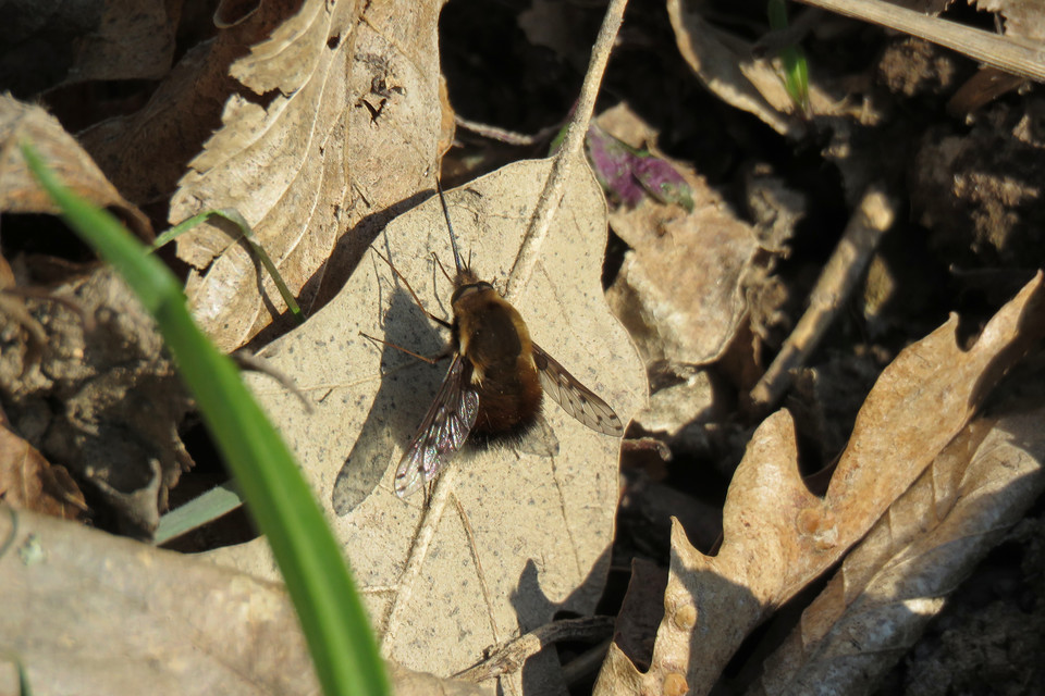 Bombylius discolor - feketefarú pöszörlégy