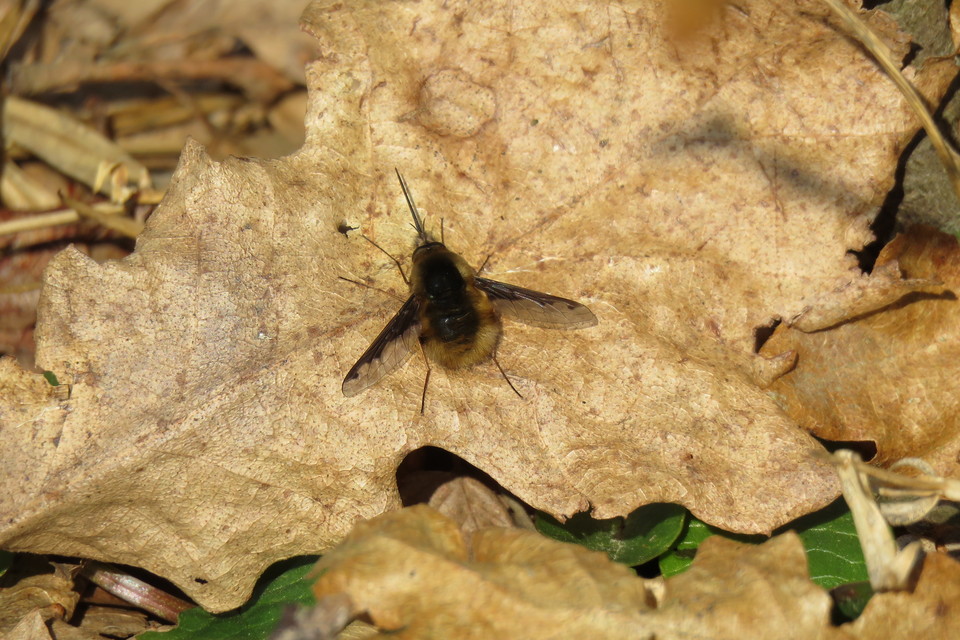 Bombylius major - szegélyes pöszörlégy