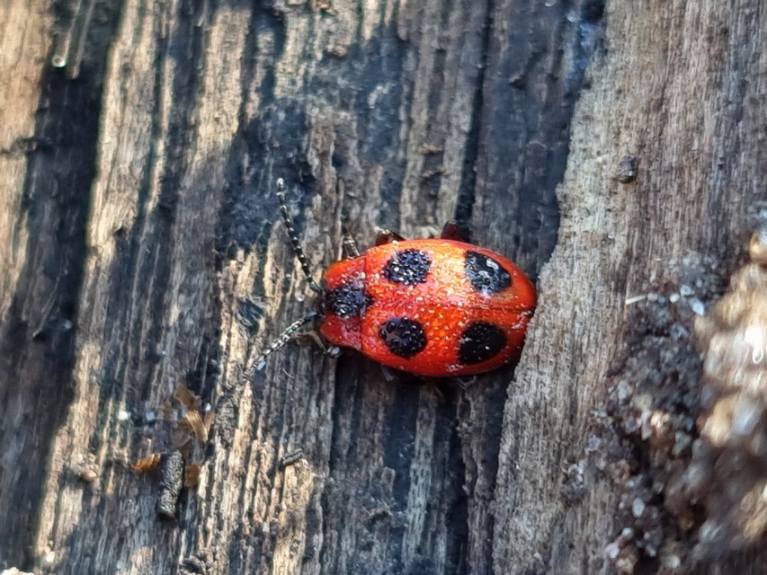 Endomychus coccineus - négypettyes álböde