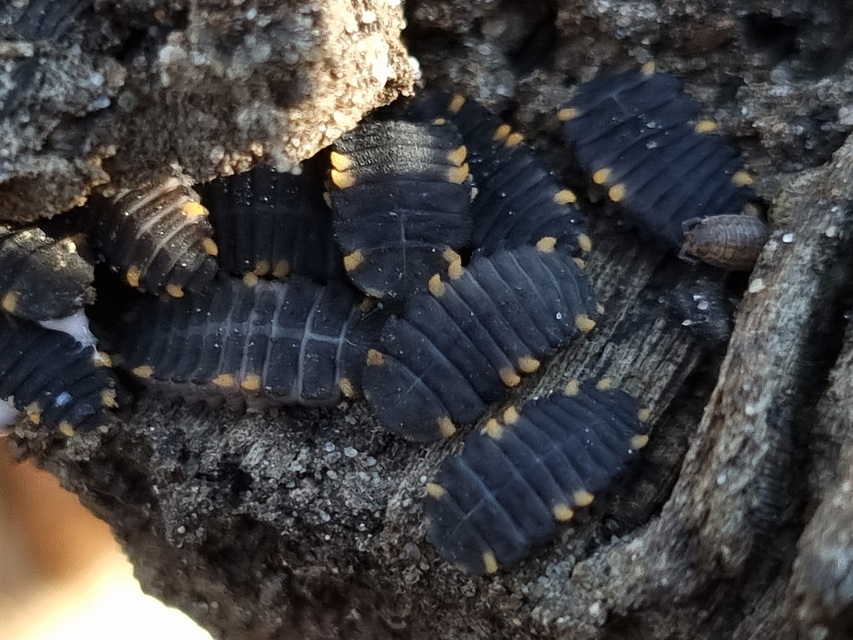 Endomychus coccineus - négypettyes álböde