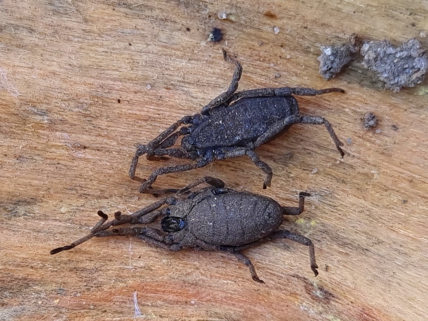 Trogulidae